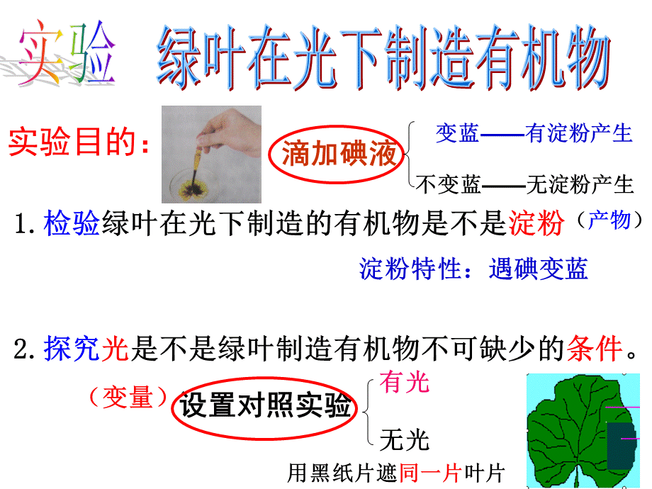 34绿色植物是生物圈中有机物的制造者.ppt_第3页