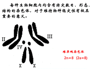 21_减数分裂和受精作用.ppt