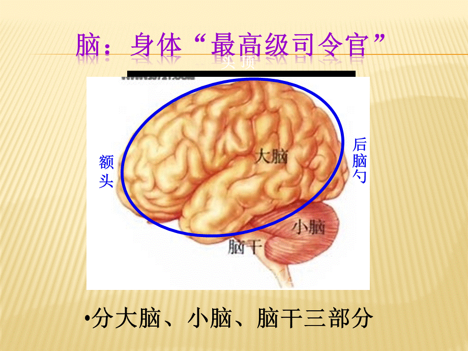 人教版生物七年级下册《 神经系统的组成》PPT.ppt_第3页