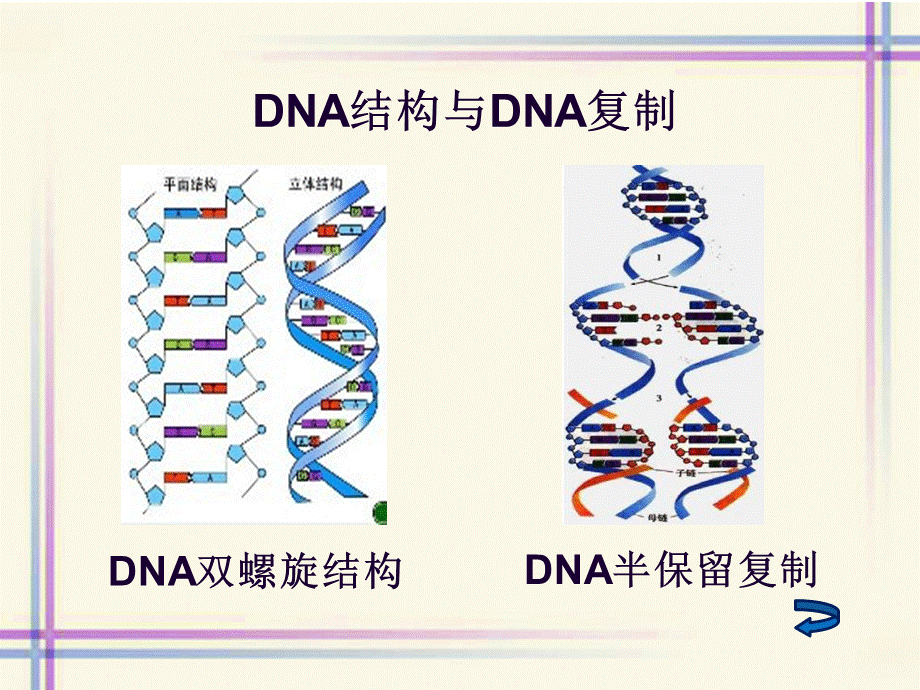 有丝分裂刘烨.ppt_第3页