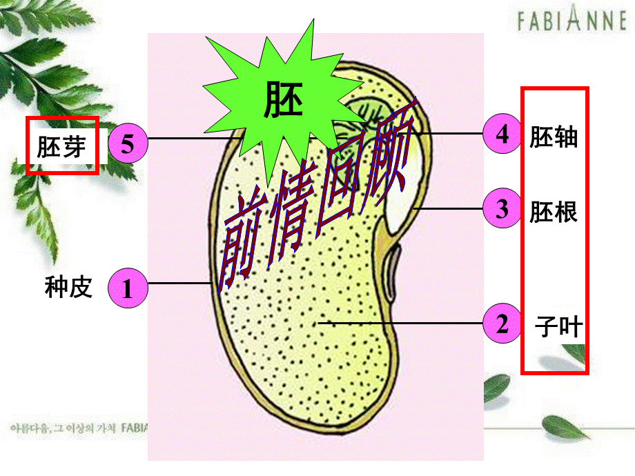 济南版,八年级上,种子的萌发.ppt_第1页