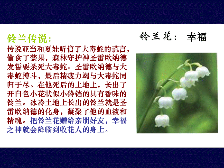 《铃兰花》课件.ppt_第2页