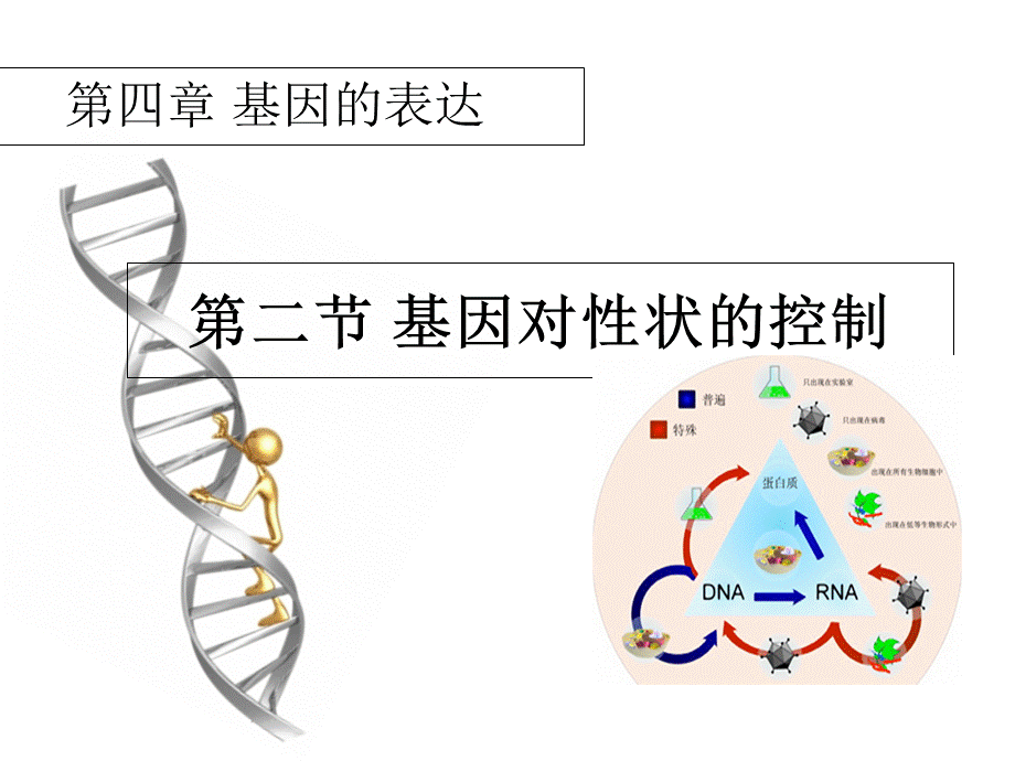 人教版高中生物必修二第四章第2节《基因对性状的控制》 课件 (共34张PPT).ppt_第1页
