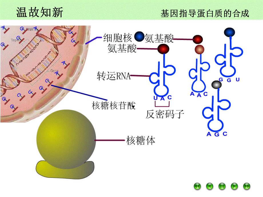 人教版高中生物必修二第四章第2节《基因对性状的控制》 课件 (共34张PPT).ppt_第2页