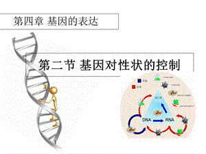 人教版高中生物必修二第四章第2节《基因对性状的控制》 课件 (共34张PPT).ppt