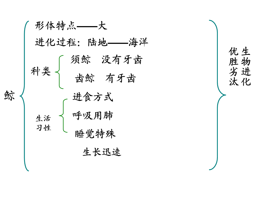 五年级语文上册第9课《鲸》课件.ppt_第2页