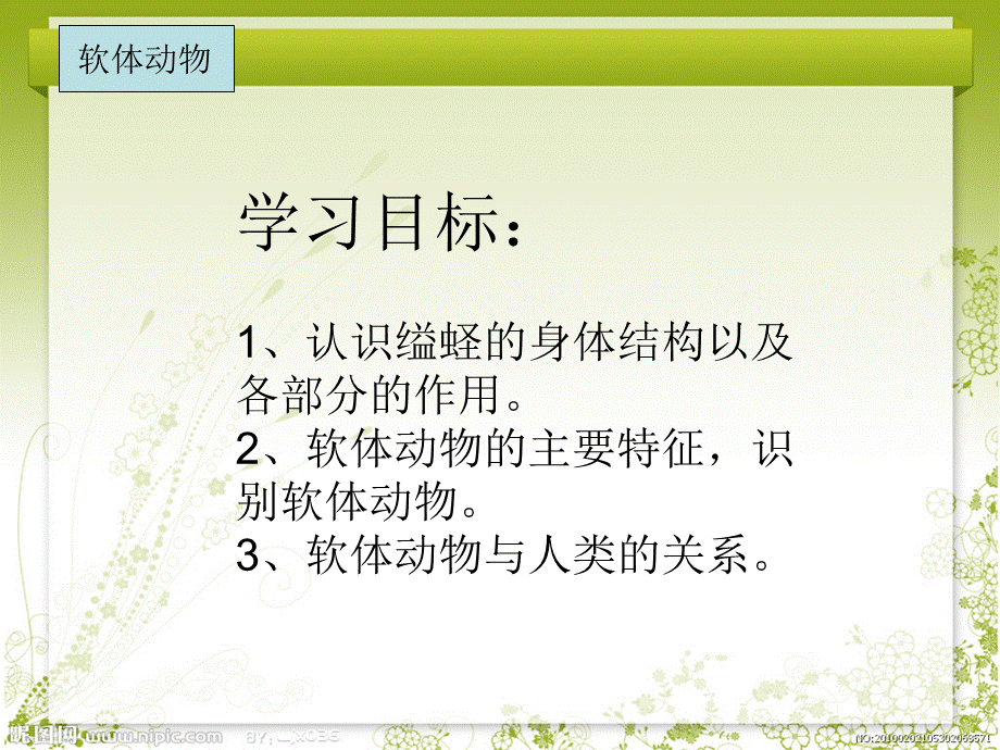 八年级生物上册软体动物课件.ppt_第3页