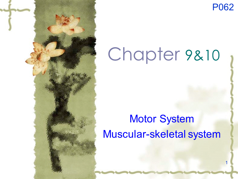 chapter9-10骨骼肌肉演示PPT.ppt_第1页