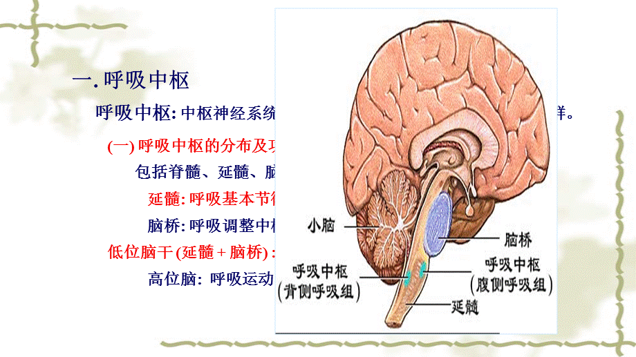 呼吸运动的调节.pptx_第3页