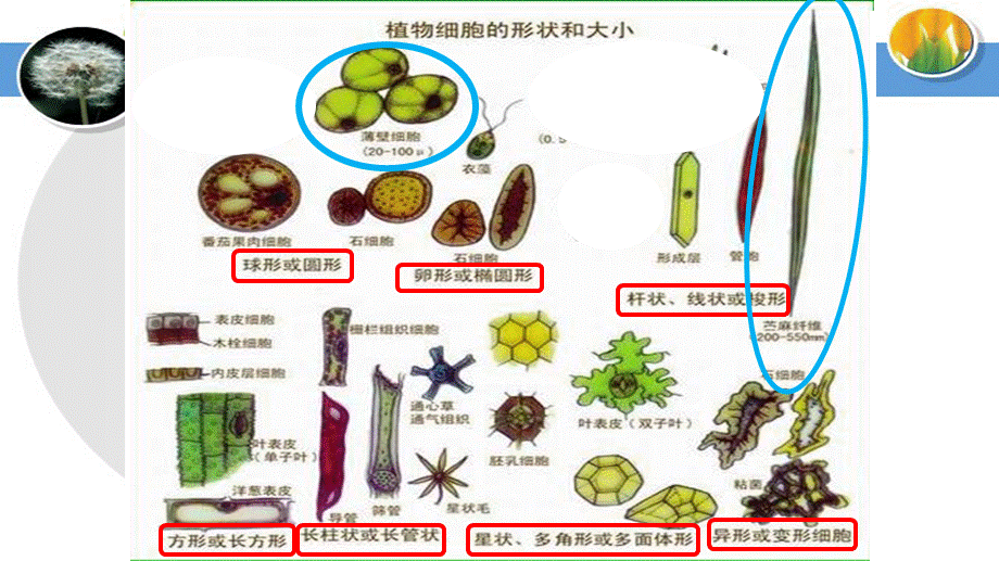 苏教2011课标版初中生物七年级上册第二单元第三章第一节 植物细胞的结构和功能(共24张PPT).pptx_第1页