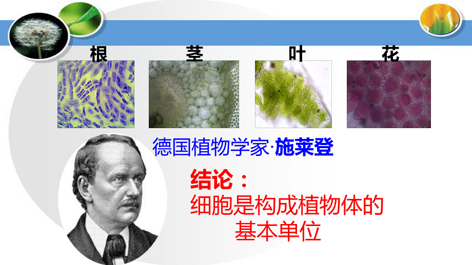 苏教2011课标版初中生物七年级上册第二单元第三章第一节 植物细胞的结构和功能(共24张PPT).pptx_第2页