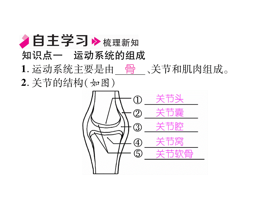 2018年秋人教版八年级生物上册精英同步作业课件：5.2.1 动物的运动.ppt_第3页