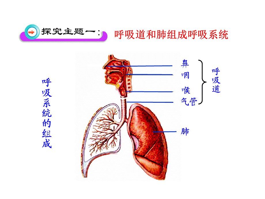 2017-2018学年北师大版七年级生物下册课件：10.2 人体细胞获得氧气的过程（第1课时）.ppt_第3页