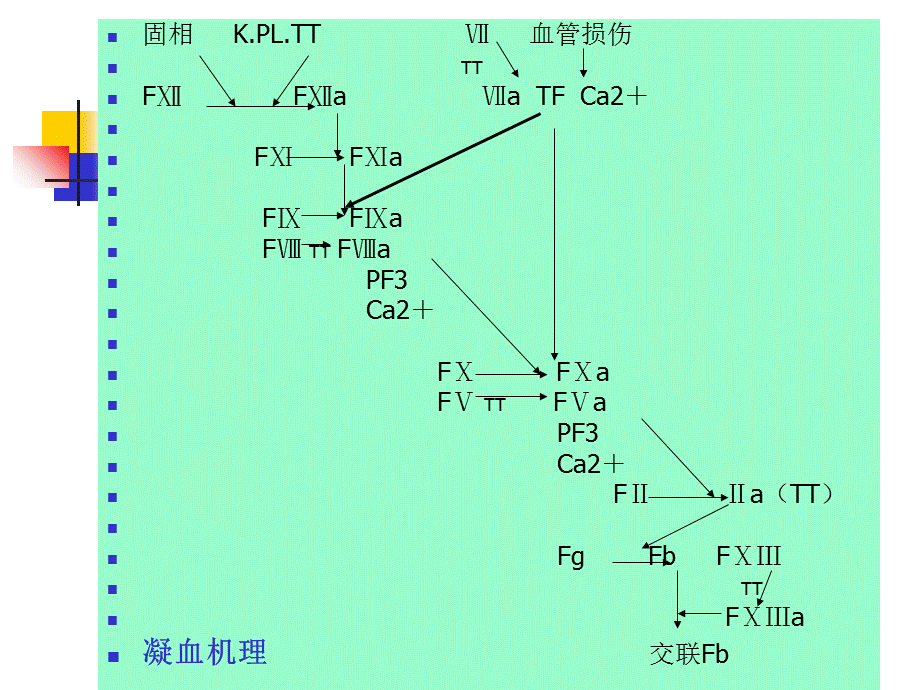 凝血因子异常性疾病及其检验课件.ppt_第2页