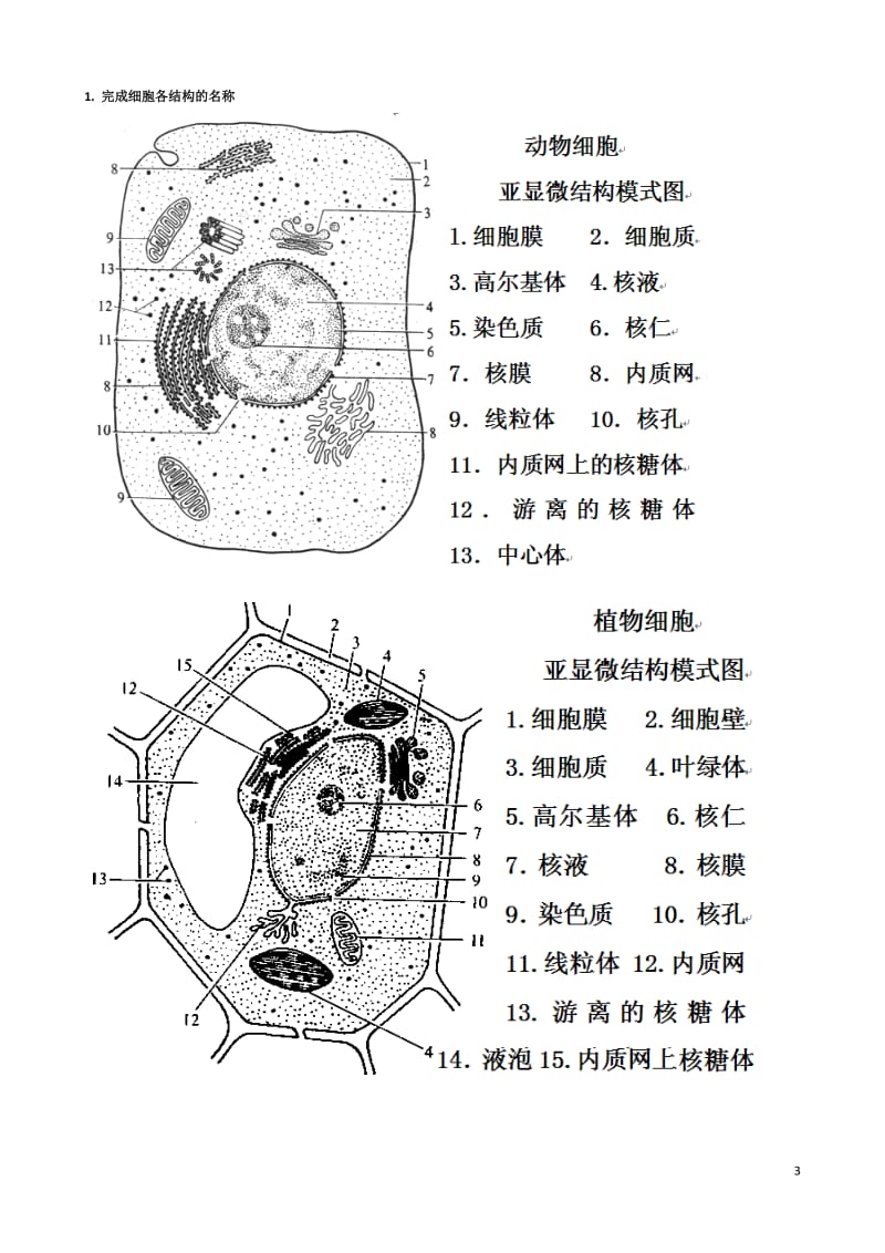 高中生物动植物细胞模式图及细胞结构的比较.doc_第3页