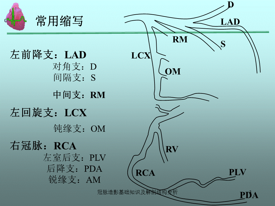 冠脉造影基础知识及解剖结构分析课件.ppt_第3页