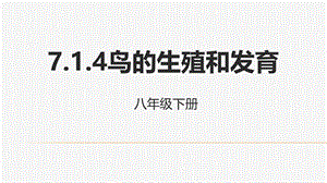 人教生物八年级下册7.1.4鸟的生殖和发育课件 (共17张PPT).pptx