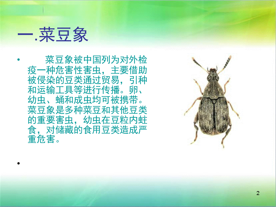 几种常见仓库害虫PPT课件.ppt_第2页