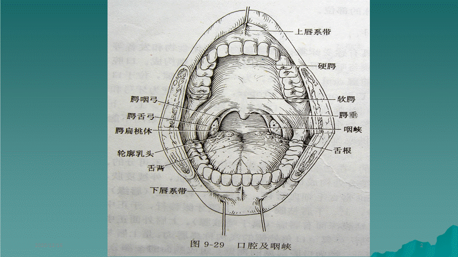 口腔癌专业教学（精选干货).ppt_第2页