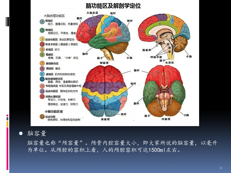 生物进化过程中人类脑容量的演变.pptx_第2页