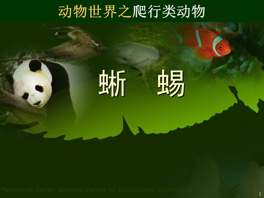 蜥蜴PPT课件.ppt_第1页