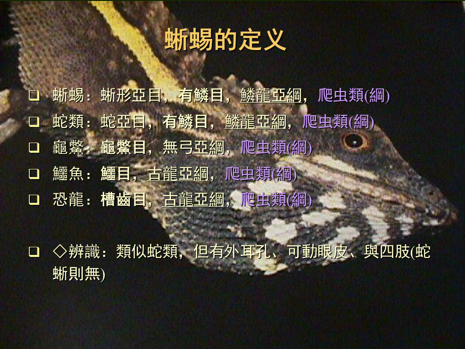 蜥蜴PPT课件.ppt_第2页