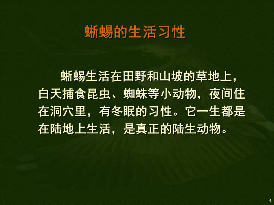 蜥蜴PPT课件.ppt_第3页