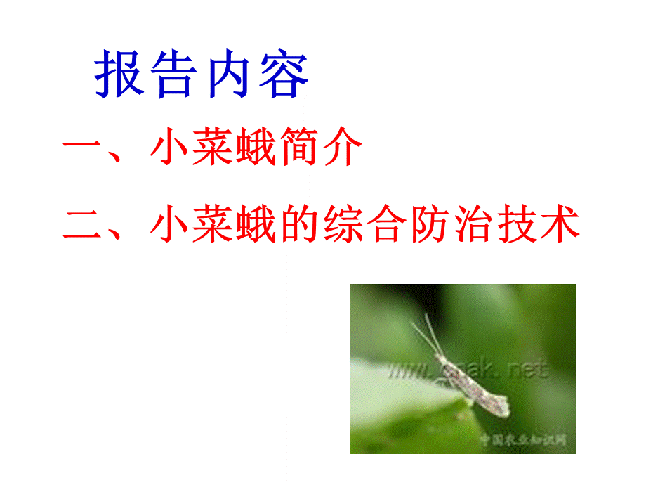 小菜蛾综合防治技术.ppt_第2页