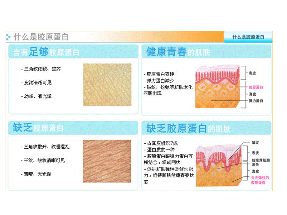 胶原蛋白产品介绍.ppt_第2页