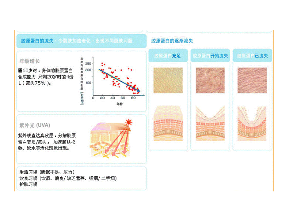 胶原蛋白产品介绍.ppt_第3页