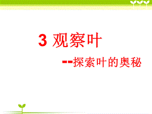 一年级上册科学课件-1.3 观察叶（3）l 教科版 (共14张PPT).ppt