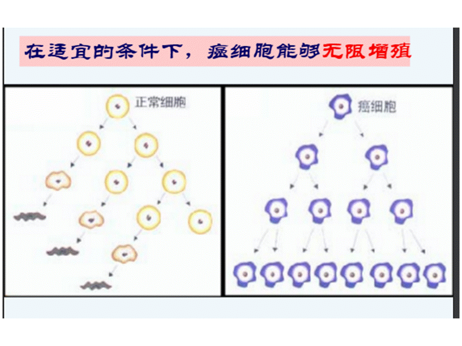 科学·技术·社会　“脱缰之马”—癌细胞.pptx_第2页