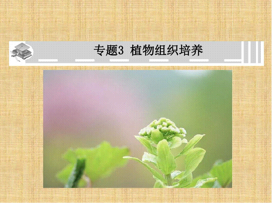 科学·技术·社会植物的组织培养.pptx_第1页