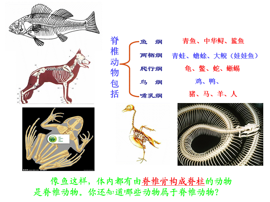 第一章第四节鱼.ppt_第3页