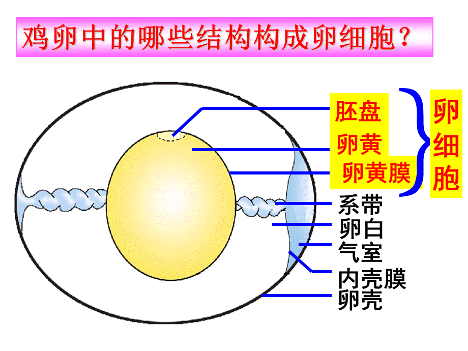 科学·技术·社会带你参观养鸡场.pptx_第1页