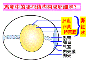 科学·技术·社会带你参观养鸡场.pptx