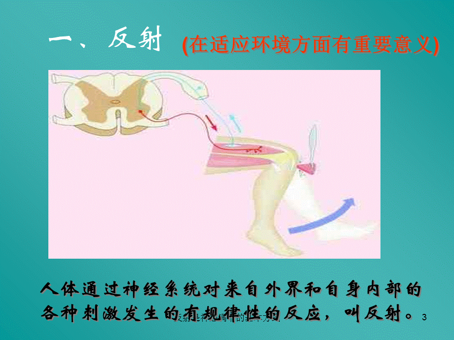 反射是神经调节的基本方式课件.ppt_第3页