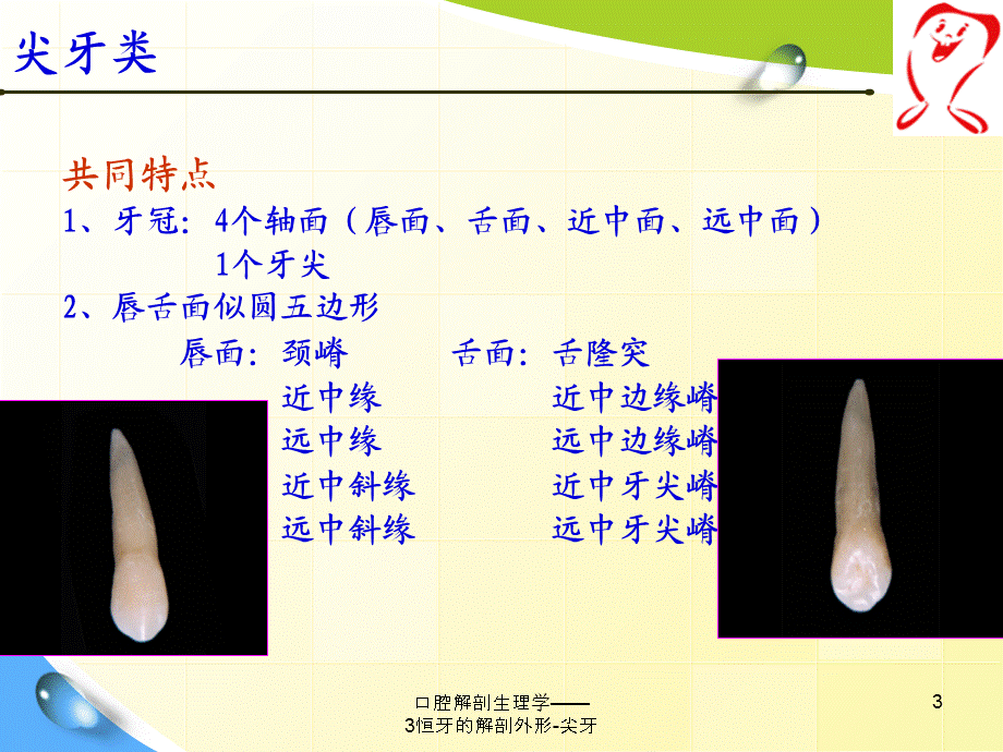 口腔解剖生理学——3恒牙的解剖外形-尖牙课件.ppt_第3页