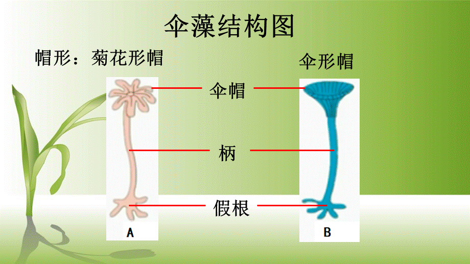 细胞核11.pptx_第3页