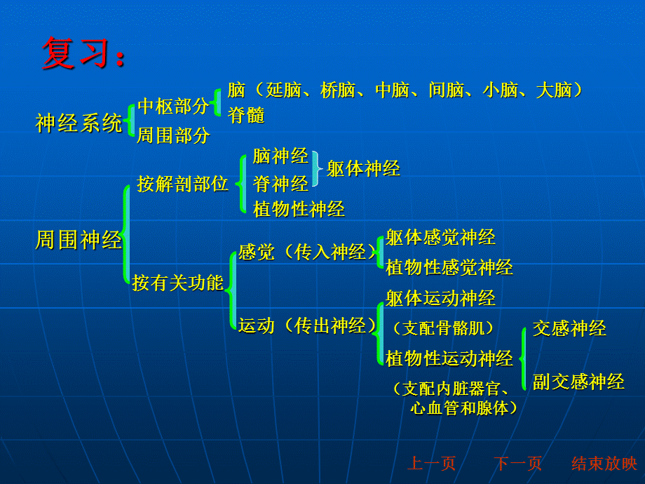 动物生理学第十章神经系统课件.ppt_第2页