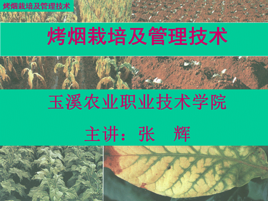 云南烤烟栽培及管理技术.pptx_第1页