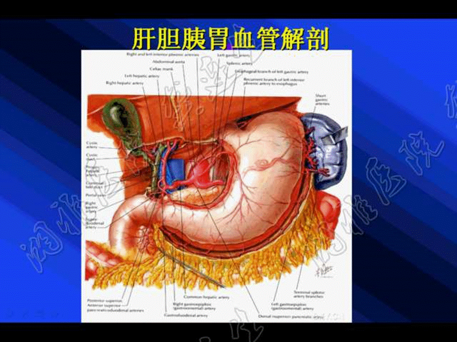 肝胆胰胃肿瘤手术与血管解剖技术课件.ppt_第3页