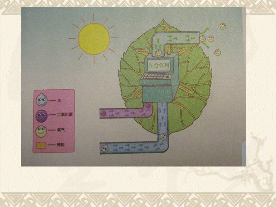 教科版小学科学三年级下册第一单元《种子变成了幼苗》PPT课件.ppt_第3页