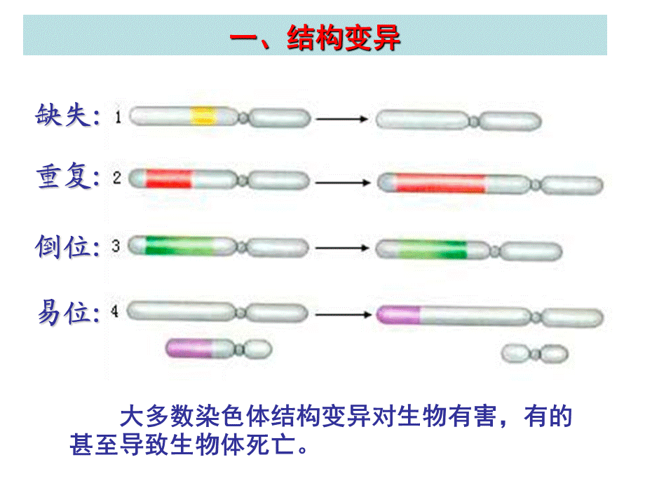 染色体变异 (3).ppt_第2页