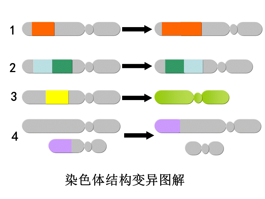 染色体变异 (3).ppt_第3页