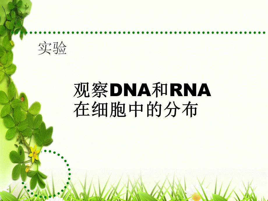 实验-DNA和RNA在细胞中的分布.ppt_第1页