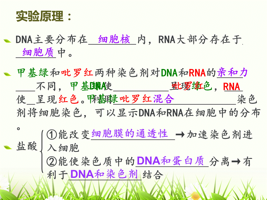 实验-DNA和RNA在细胞中的分布.ppt_第2页