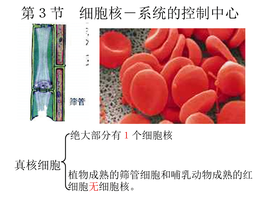 演示文稿细胞核2.ppt_第2页