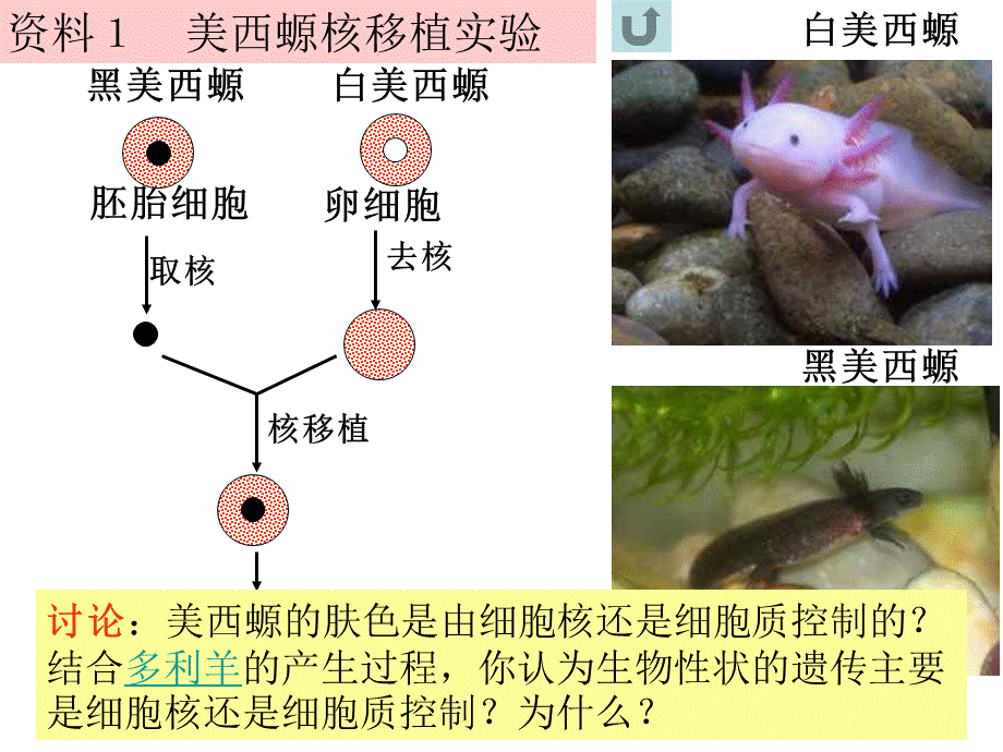 演示文稿细胞核2.ppt_第3页