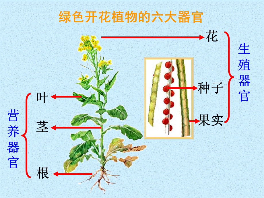 植物体的结构层次最终稿（熊领）.ppt_第3页